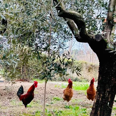 Apartamento Gallo Rosso